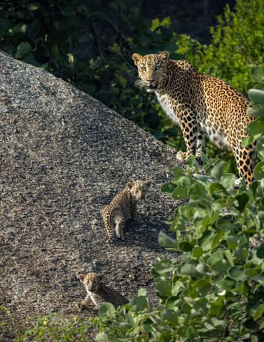 Leopard 2